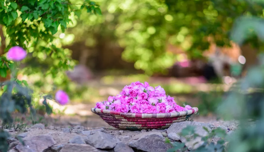 الورد الطائفي كنز عطري سعودي ليوم التأسيس 